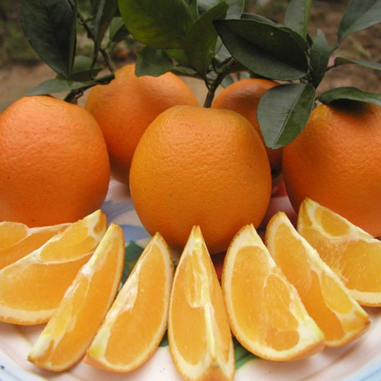 Премиум тару тоза боллазату шањдбори ширин ноф афлесун